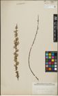 Foto von Salix repens subsp. incubacea (L.) A. Neumann